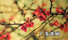 腊梅怎么养护 腊梅花怎么养