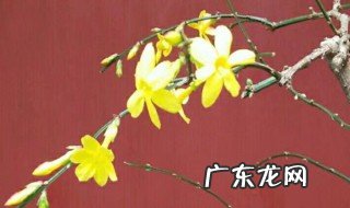 迎春花的特点和象征意义 迎春花的特点