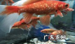 小金鱼怎么养 小金鱼怎么养才不会缺氧