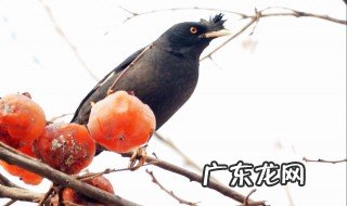 八哥鸟怎么养