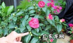 家里为什么不能养茶花风水 家里为什么不能养茶花