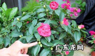 家里为什么不能养茶花风水 家里为什么不能养茶花