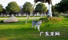 怎么养狗家里没味道 怎么养狗