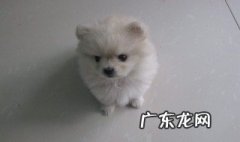 博美犬怎么养 博美犬多少钱一只