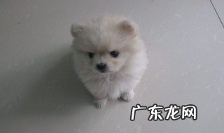 博美犬怎么养 博美犬多少钱一只