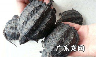 鳄鱼龟怎么养 鳄鱼龟怎么养长得快
