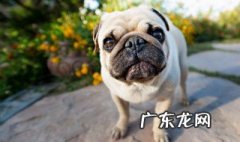 巴哥犬怎么养 养巴哥犬要注意什么