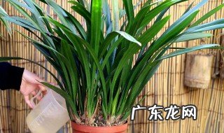 兰草怎么养 兰草怎么养殖才容易开花