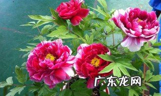 牡丹花的特点写一段话 牡丹花的特点