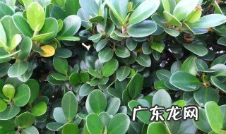 摇钱树怎么养 室内摇钱树怎么养