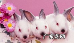 宠物兔怎么养 养兔子对人的巨大危害
