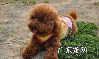 泰迪怎么选 泰迪犬怎么养