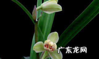 剑兰怎么养 剑兰插花瓶水养怎么养