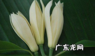 兰草花怎么栽培和方法 白兰花怎么养