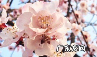 杏树只长叶不开花是什么原因引起的 杏树只长叶不开花是什么原因