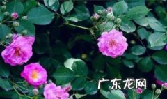 蔷薇花什么时候开花春天开花吗 蔷薇开花时间什么季节