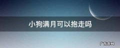 小狗满月可以抱走吗 满月的狗可以抱回家吗