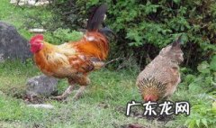 鸡怎么怀孕吗 鸡是如何怀孕