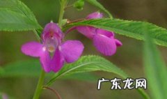 凤仙花是草本植物还是开花植物 凤仙花是草本植物还是开花植物图片