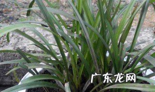 兰花草开花是什么颜色的 兰花草开花是什么颜色的呢