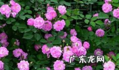蔷薇花是夏天开的吗 蔷薇花是春天开花还是夏天开花