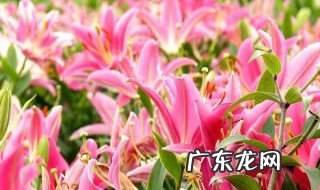 百合怎么养才能开花多旺盛 百合这么养才能开花