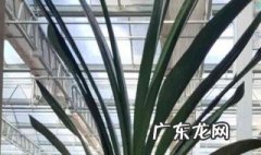 君子兰不开花是怎么回事呢 君子兰不开花是怎么回事呢图片