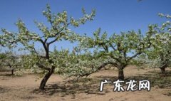 梨子树先开花还是先长叶子 梨树是先长叶后开花吗