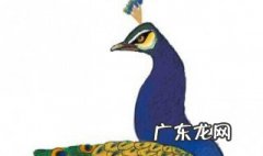 孔雀会自己抱窝孵化吗 孔雀会自己抱窝孵化吗