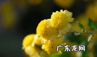 菊花开花的时间是什么季节 菊花开花的时间是什么季节的