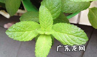 薄荷叶是什么季节开花的 薄荷叶什么时候开花