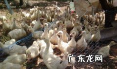 小鹅最佳生长温度是多少度 小鹅最佳生长温度是多少