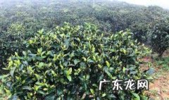 绿茶树开花叫什么花 绿茶树开花什么颜色