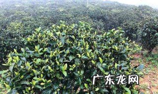 绿茶树开花叫什么花 绿茶树开花什么颜色