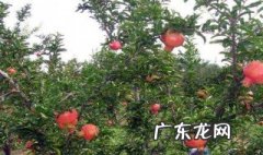 石榴树先长叶子还是先开花 石榴树先长叶子还是先开花好