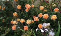 月季开花时能用尿素肥吗 月季开花时能用尿素肥吗有毒吗