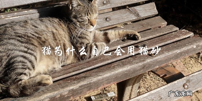 为什么猫会自己使用猫砂？