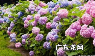 怎么能让绣球开出大花 怎么让绣球开花多