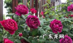 月季开完花要施肥吗 月季开花后还需要施肥吗