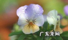 三色堇一般什么时候开花 三色堇什么时候开花?