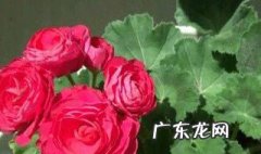 玫瑰花三月份开花时能换盆吗 玫瑰花三月份开花时能换盆吗