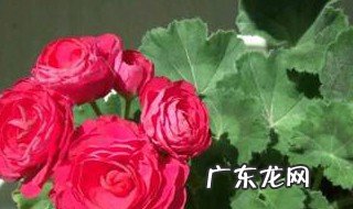 玫瑰花三月份开花时能换盆吗 玫瑰花三月份开花时能换盆吗