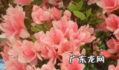 杜鹃花不开花是什么原因花蕾干枯 杜鹃花不开花是怎么了