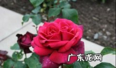 玫瑰花平常几点开花 玫瑰花一般几点开