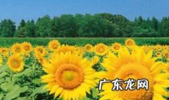 向日葵在夏天开放吗 向日葵会在夏天开花吗