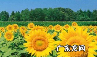 向日葵在夏天开放吗 向日葵会在夏天开花吗