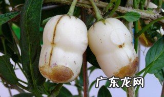 人参果开花到结果用多长时间 人参果开花到结果用多长时间摘