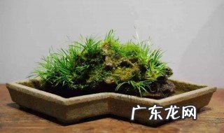 菖蒲用浅盆还是深盆养 菖蒲用浅盆还是深盆