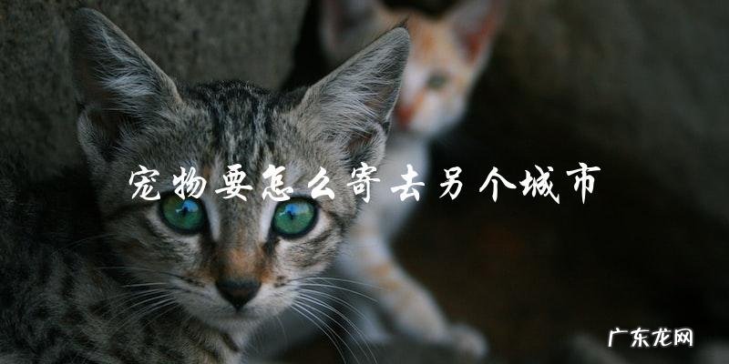 如何将宠物安全地寄送到另一个城市?