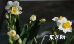 水仙最迟什么时候开花 水仙最迟什么时候开花呢